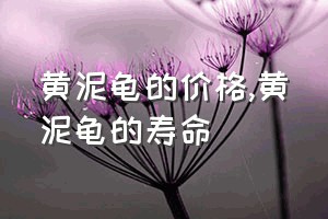 黄泥龟的价格（黄泥龟的寿命）