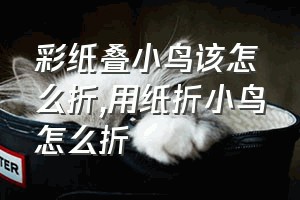 彩纸叠小鸟该怎么折（用纸折小鸟怎么折）