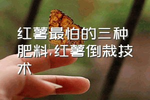 红薯最怕的三种肥料（红薯倒栽技术）