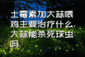 土霉素加大蒜喂鸡主要治疗什么（大蒜能杀死球虫吗）