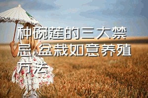 种碗莲的三大禁忌（盆栽如意养殖方法）