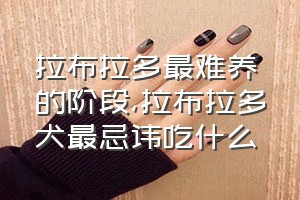 拉布拉多最难养的阶段（拉布拉多犬最忌讳吃什么）