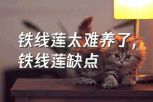 铁线莲太难养了（铁线莲缺点）