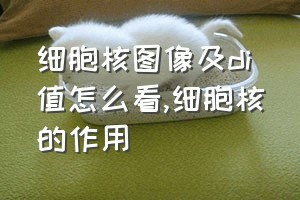 细胞核图像及di值怎么看（细胞核的作用）