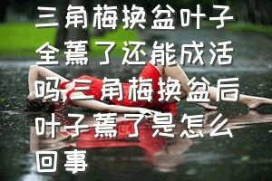 三角梅换盆叶子全蔫了还能成活吗（三角梅换盆后叶子蔫了是怎么回事）