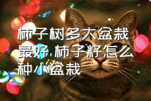 柿子树多大盆栽最好（柿子籽怎么种小盆栽）