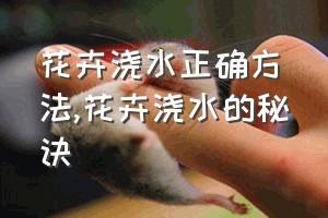 花卉浇水正确方法（花卉浇水的秘诀）