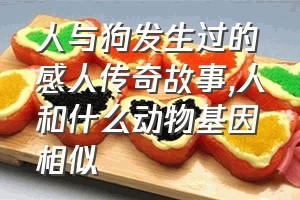 人与狗发生过的感人传奇故事（人和什么动物基因相似）