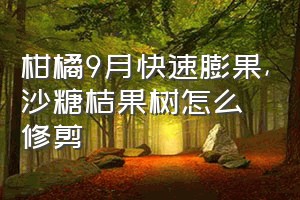 柑橘9月快速膨果（沙糖桔果树怎么修剪）