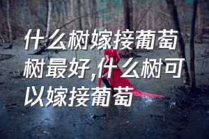 什么树嫁接葡萄树最好（什么树可以嫁接葡萄）