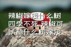 辣椒嫁接什么树四季不死（辣椒可以和什么树嫁接）