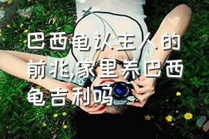 巴西龟认主人的前兆（家里养巴西龟吉利吗）