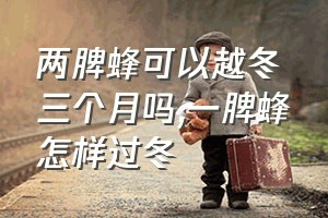 两脾蜂可以越冬三个月吗（一脾蜂怎样过冬）