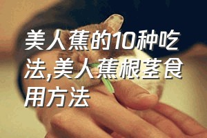 美人蕉的10种吃法（美人蕉根茎食用方法）