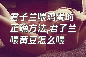 君子兰喂鸡蛋的正确方法（君子兰喂黄豆怎么喂）