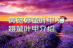 黄宽卵萤叶甲（薄翅萤叶甲介绍）