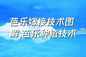 芭乐嫁接技术图解（芭乐种植技术）