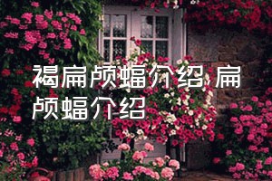 褐扁颅蝠介绍（扁颅蝠介绍）