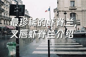 最珍稀的虾脊兰（叉唇虾脊兰介绍）