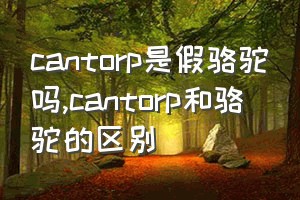 cantorp是假骆驼吗（cantorp和骆驼的区别）