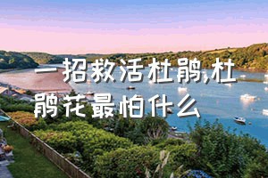 一招救活杜鹃（杜鹃花最怕什么）