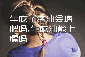 牛吃了猪油会增肥吗（牛吃油能上膘吗）