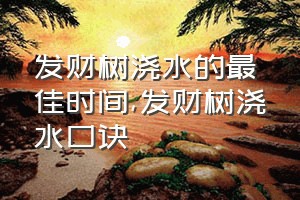 发财树浇水的最佳时间（发财树浇水口诀）