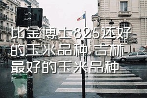 比金博士825还好的玉米品种（吉林最好的玉米品种）