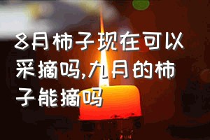 8月柿子现在可以采摘吗（九月的柿子能摘吗）