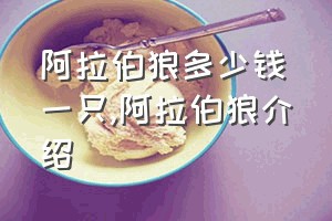 阿拉伯狼多少钱一只（阿拉伯狼介绍）