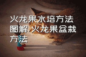 火龙果水培方法图解（火龙果盆栽方法）