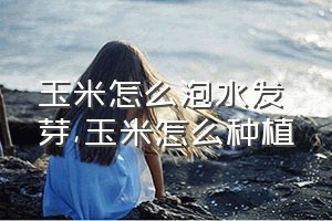 玉米怎么泡水发芽（玉米怎么种植）