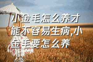 小金毛怎么养才能不容易生病（小金毛要怎么养）