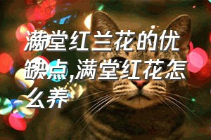 满堂红兰花的优缺点（满堂红花怎么养）