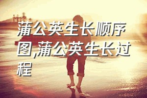 蒲公英生长顺序图（蒲公英生长过程）