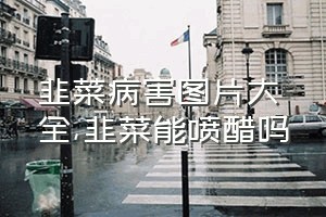 韭菜病害图片大全（韭菜能喷醋吗）