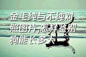 金毛纯与不纯对照图片（怎样鉴别狗能长多大）