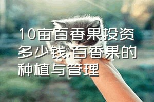 10亩百香果投资多少钱（百香果的种植与管理）