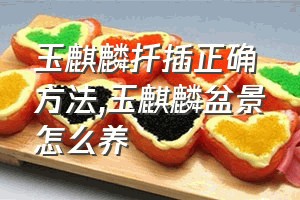 玉麒麟扦插正确方法（玉麒麟盆景怎么养）