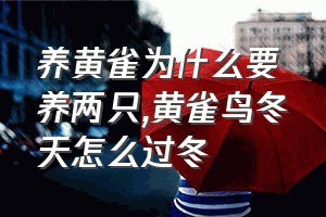 养黄雀为什么要养两只（黄雀鸟冬天怎么过冬）