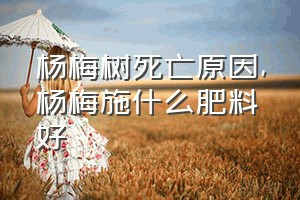 杨梅树死亡原因（杨梅施什么肥料好）