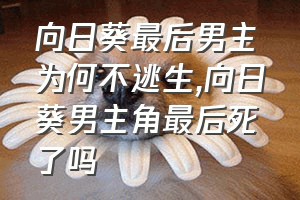 向日葵最后男主为何不逃生（向日葵男主角最后死了吗）