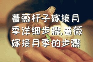 蔷薇杆子嫁接月季详细步骤（蔷薇嫁接月季的步骤）