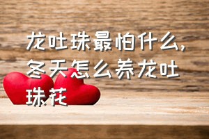 龙吐珠最怕什么（冬天怎么养龙吐珠花）