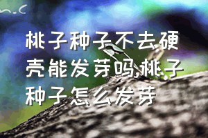 桃子种子不去硬壳能发芽吗（桃子种子怎么发芽）