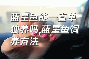 蓝星鱼能一直单独养吗（蓝星鱼饲养方法）