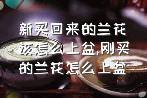 新买回来的兰花该怎么上盆（刚买的兰花怎么上盆）