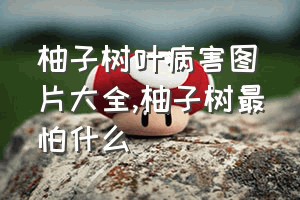 柚子树叶病害图片大全（柚子树最怕什么）