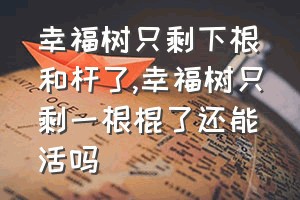 幸福树只剩下根和杆了（幸福树只剩一根棍了还能活吗）