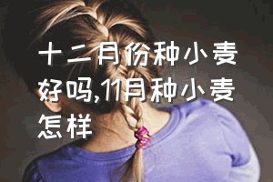 十二月份种小麦好吗（11月种小麦怎样）